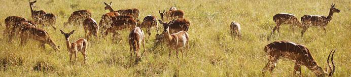 /images/Destination_image/Lake Nakuru/692x152/Gazelle-at-Lake-Nukuru-National-Park,-Kenya.jpg